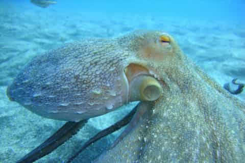 Tenerife: 3 to 4-Day PADI Open-Water Diving Course