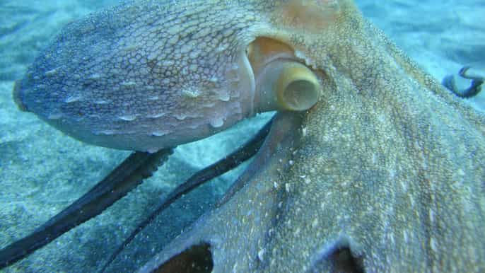 tenerife curso de buceo padi de 3 a 4 días en aguas abiertas