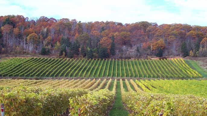 porto green wine region tour with tastings and lunch
