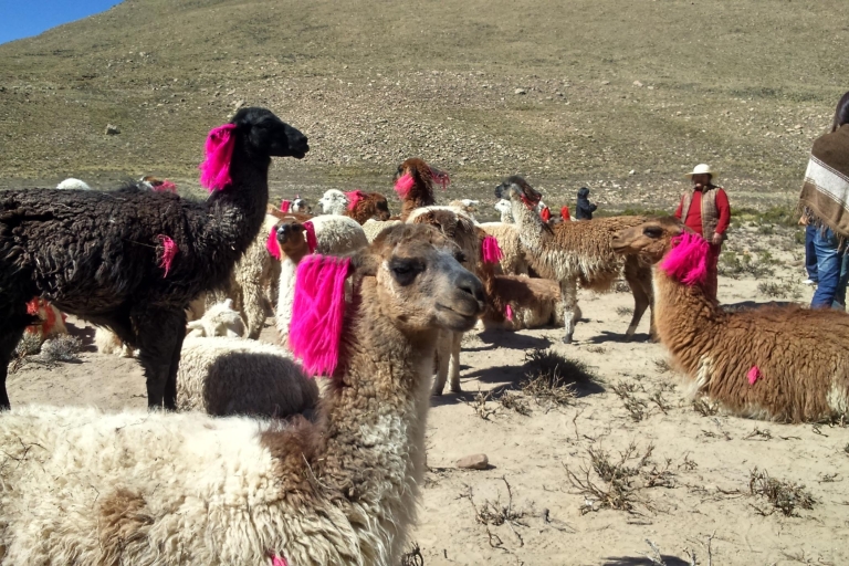 Ab Puno: 2-tägige Colca-Tal-Tour nach ArequipaTour ohne Eintrittsgebühren und Mahlzeiten