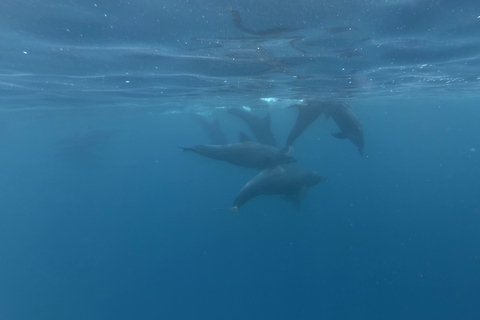 Zanzíbar: parque nacional del bosque de Jozani y encuentro con delfines