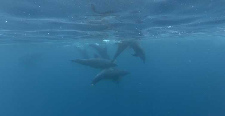Zanzibar: Foresta di Jozani e incontro con i delfini
