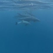 Zanzibar: Jozani Forest National Park and Dolphin Encounter