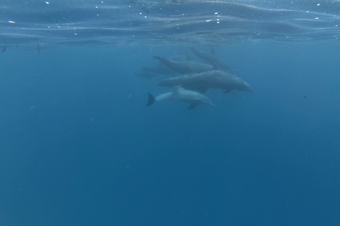 Zanzibar : parc national de Jozani et rencontre des dauphins