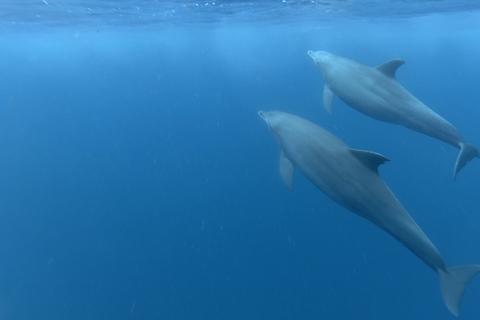 Zanzibar : parc national de Jozani et rencontre des dauphins