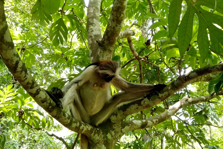 Zanzíbar: parque nacional del bosque de Jozani y encuentro con delfines