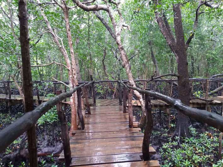 tour des dauphins et jozani forest