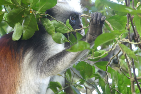 Zanzibar: Jozani Forest National Park and Dolphin Encounter