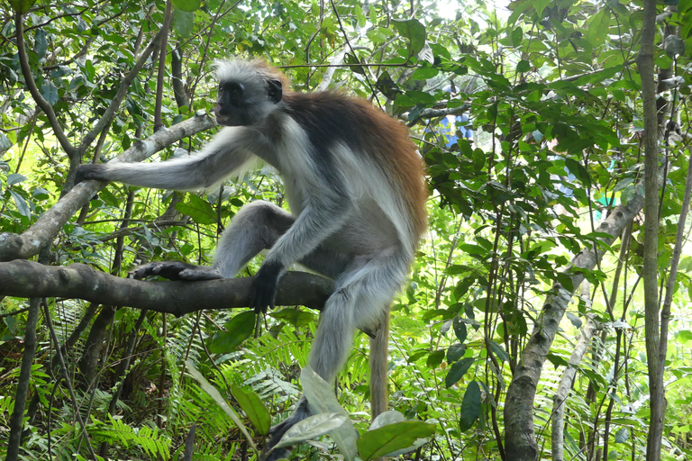 Zanzíbar: parque nacional del bosque de Jozani y encuentro con delfines