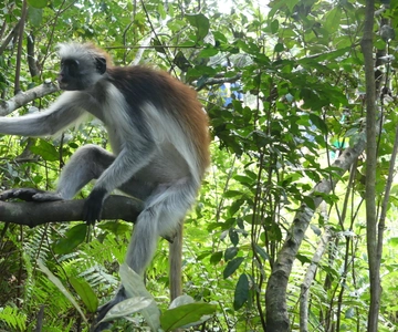 Zanzibar: Jozani Forest National Park and Dolphin Encounter