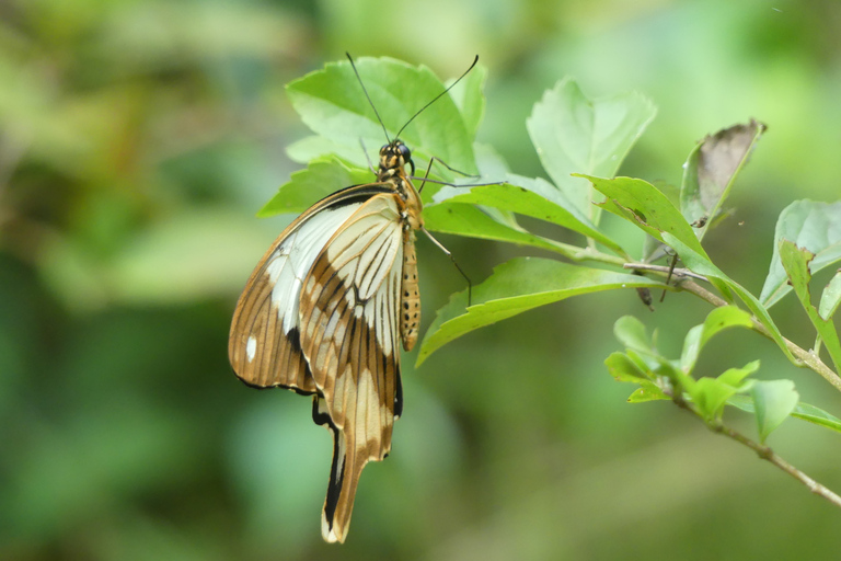 Zanzibar: Jozani Forest National Park and Dolphin Encounter