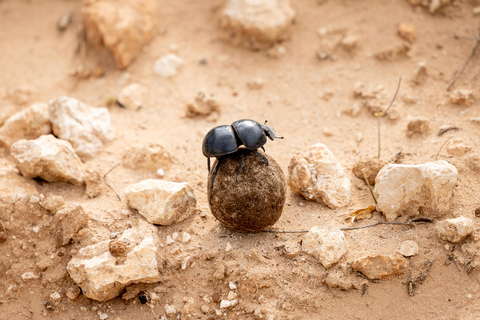 Addo Elephant National Park All Inclusive heldagssafariStandardtur