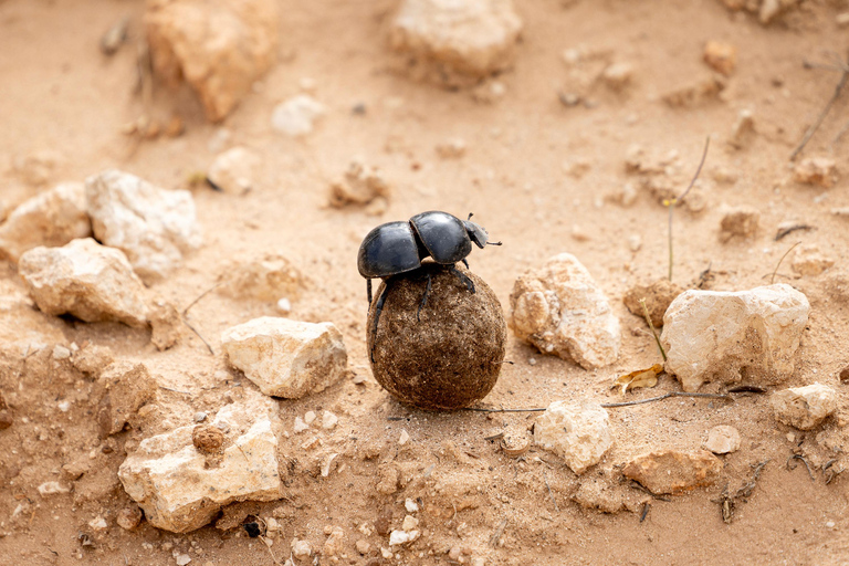 Addo Elephant National Park All Inclusive heldagssafariStandardtur