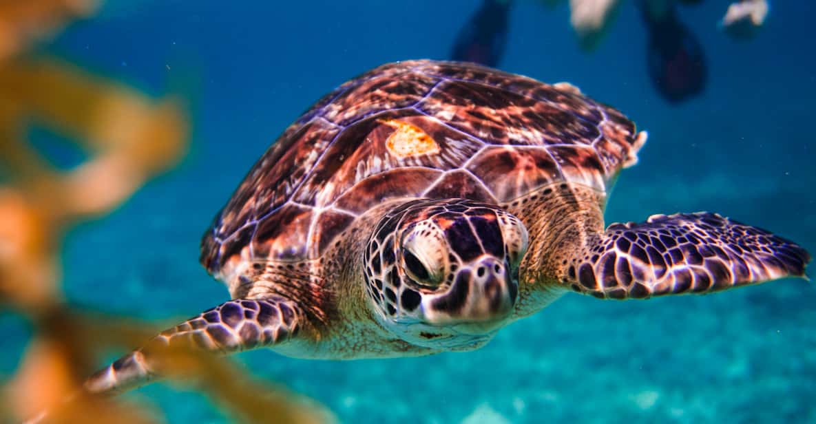 From Riviera Maya: Turtles & Cenotes Adventure Half-Day Tour