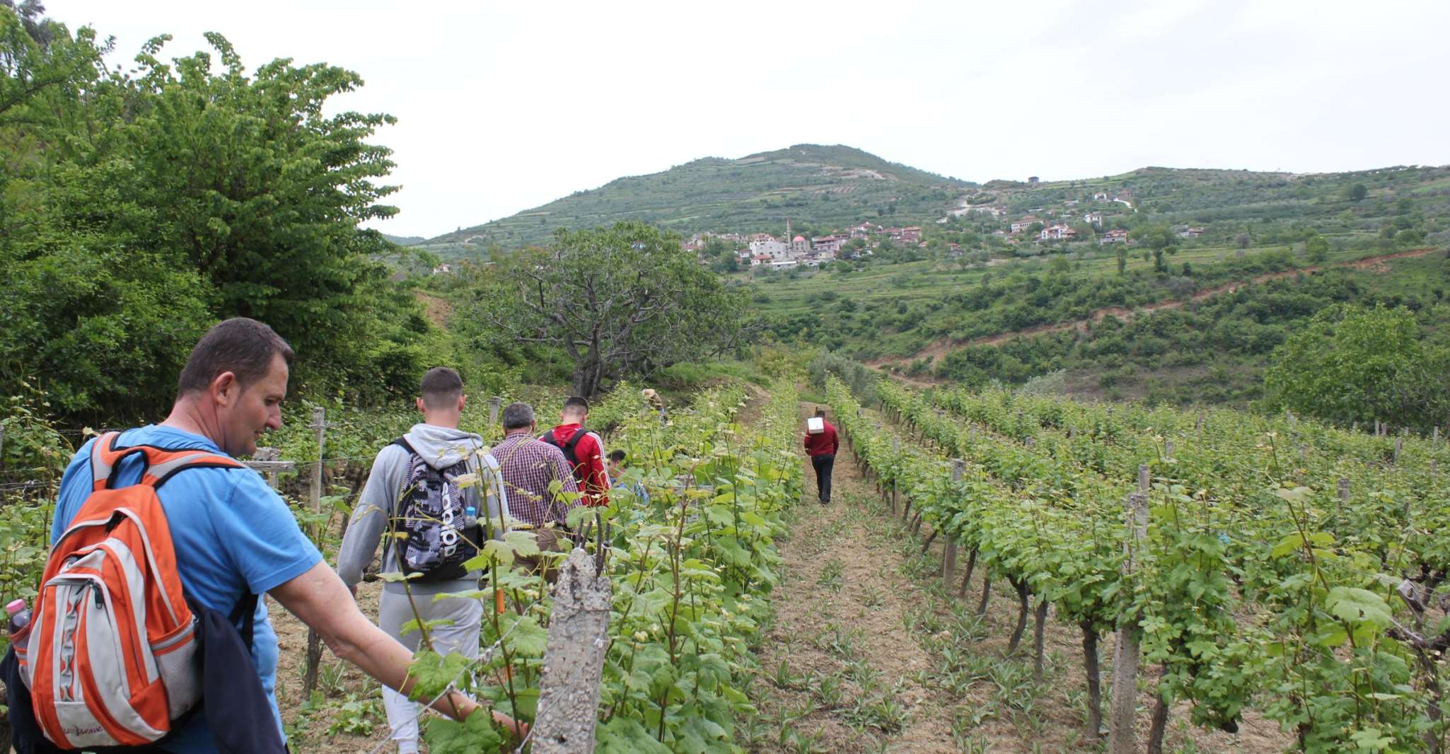 Classic wine tasting tour of Berat - Housity