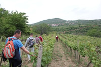 Classic Wine Tasting Tour of Berat - Housity
