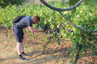 Classic Wine Tasting Tour of Berat - Housity