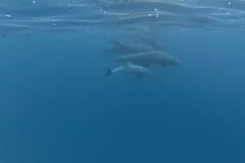 Zanzibar: Swimming with Dolphins and Snorkeling Private Tour