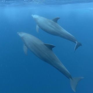 Zanzibar: Swimming with Dolphins and Snorkeling Private Tour