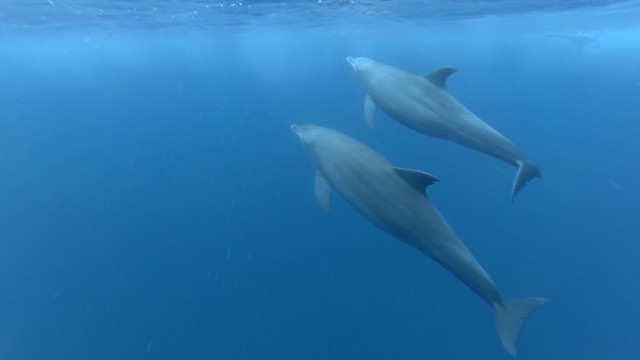 Visit Zanzibar Swimming with Dolphins and Snorkeling Private Tour in Kendwa, Tanzania