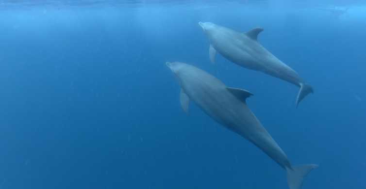 Zanzibar Swimming with Dolphins and Snorkeling Private Tour GetYourGuide