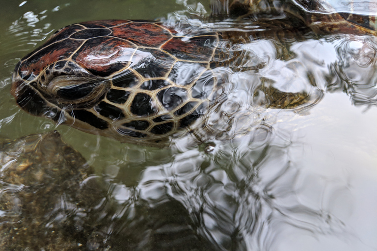 Tour por la costa norte de Zanzíbar y santuario de tortugas