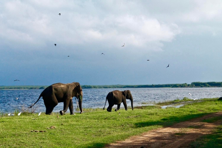 Journée avec les éléphants au parc national d'Udawalawe et au camp de transitJournée avec un éléphant au parc national d'Udawalawe et au camp de transit