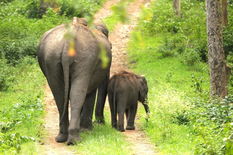 Día con elefantes en el parque nacional y campamento de tránsito de UdawalaweDía con elefante en el parque nacional y campamento de tránsito de Udawalawe