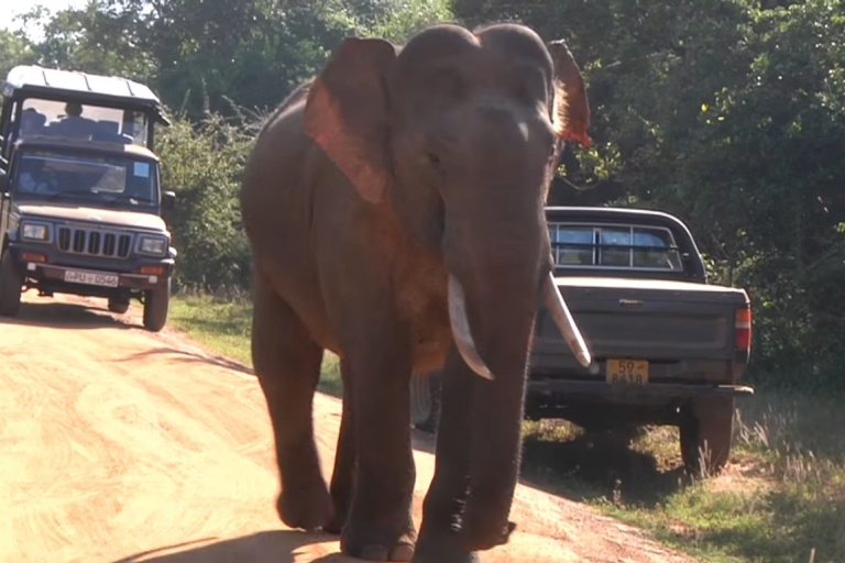 Journée avec les éléphants au parc national d'Udawalawe et au camp de transitJournée avec un éléphant au parc national d'Udawalawe et au camp de transit