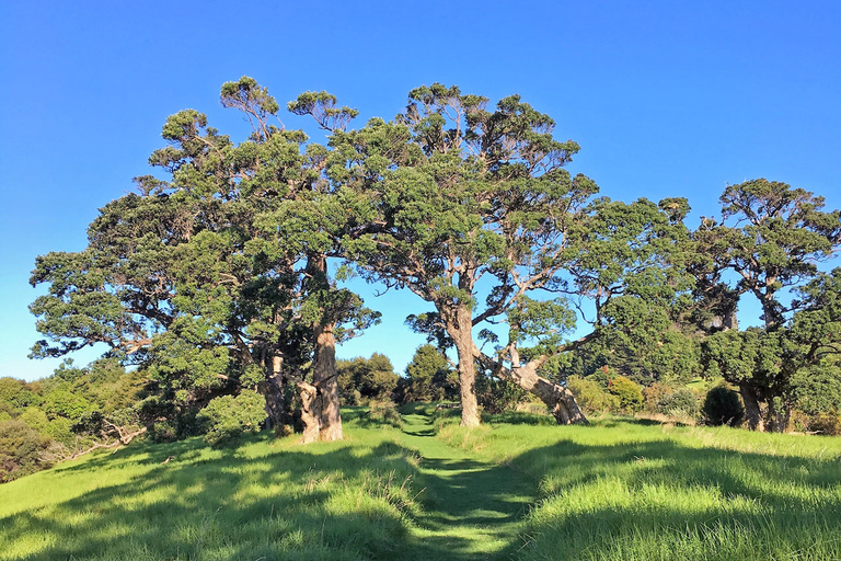 Waiheke Island: Skog och strand: Guidad promenad i premiumklassWaiheke Island: Skog och strand - guidad promenad