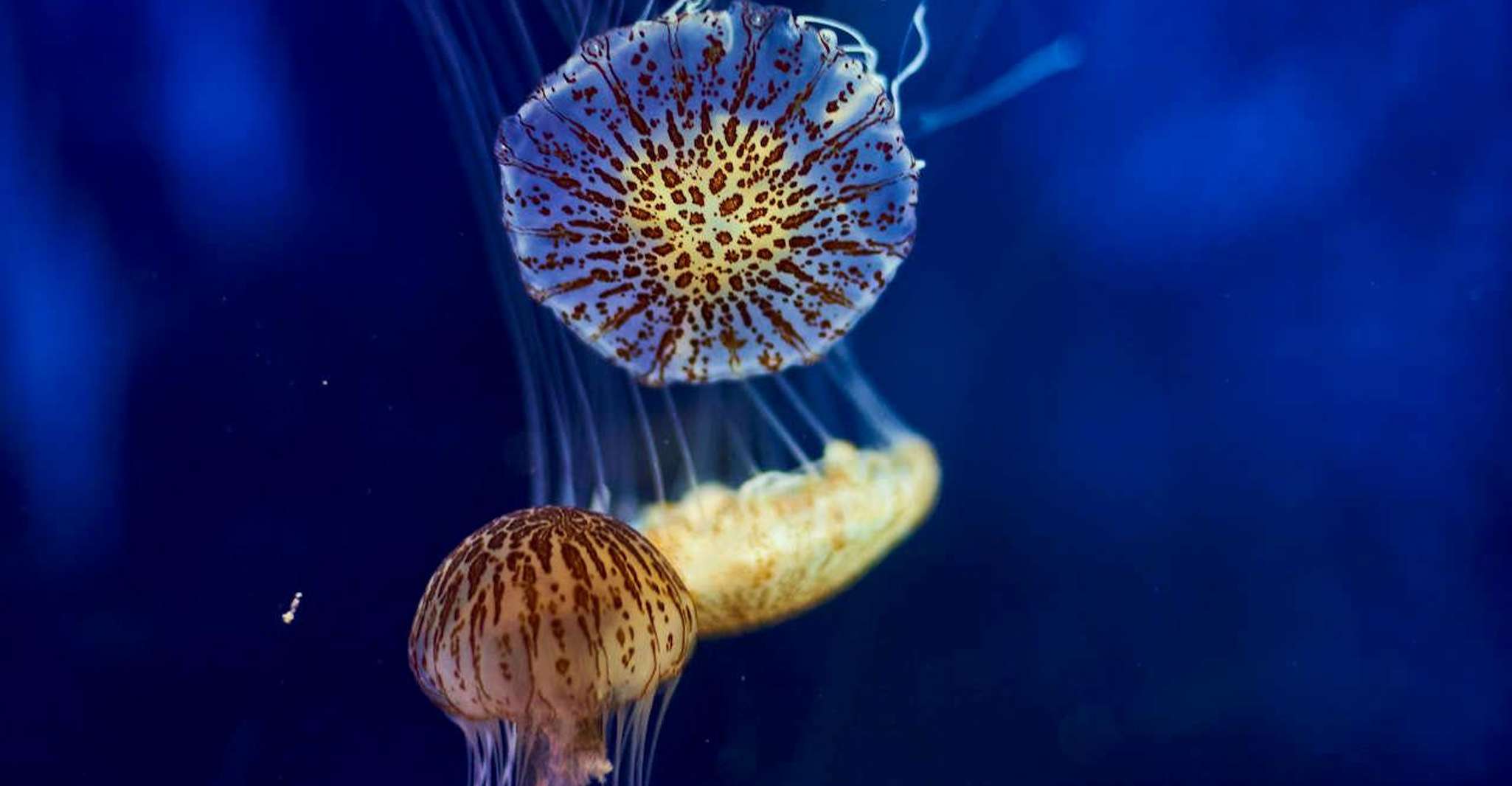 Melbourne: SEA LIFE Aquarium Entrance Ticket photo 12