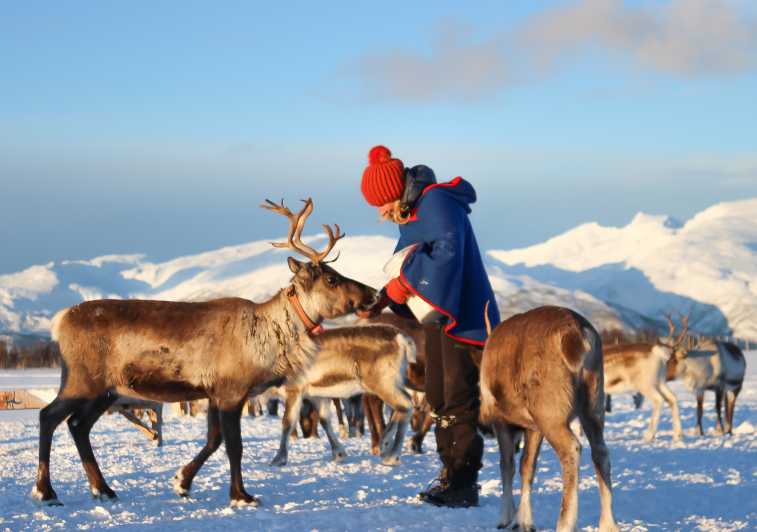 Da Tromsø: tour di un allevamento di renne e sulla cultura sami
