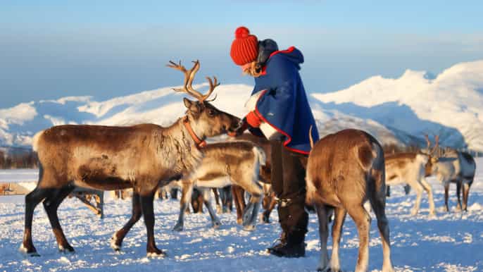 from tromsø reindeer ranch and sami culture tour