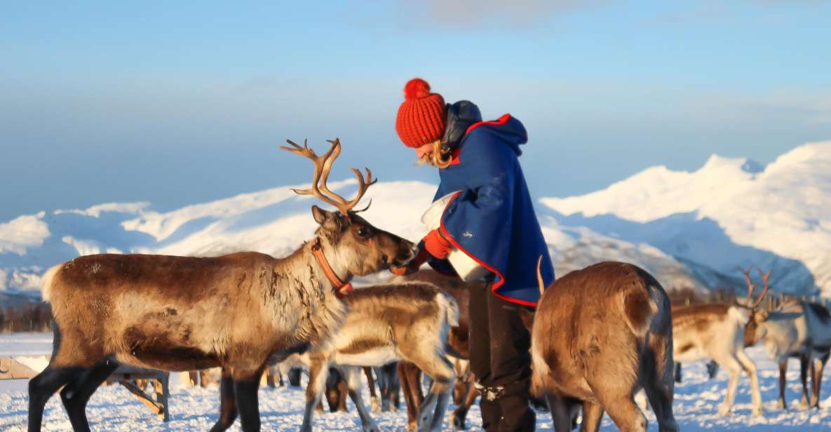 Allevamento di renne e cultura Sami: tour da Tromsø