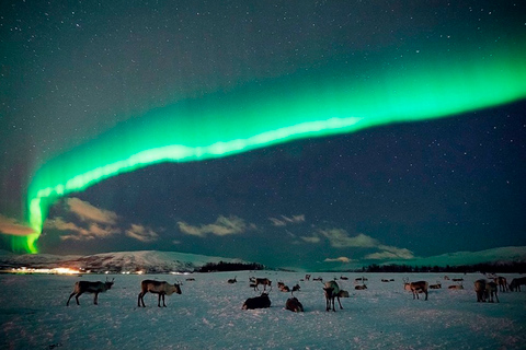 Tromsø: Reindeer Camp Dinner with Chance of Northern Lights