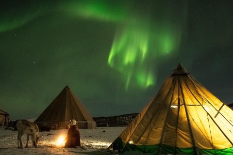 Tromsø: Reindeer Camp Dinner with Chance of Northern Lights