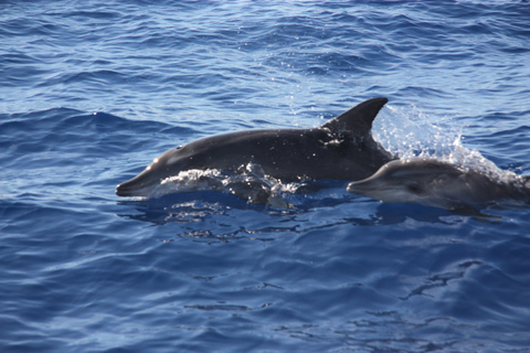 Madeira: 2.5-Hour Whale and Dolphin-Watching Cruise Group Cruise