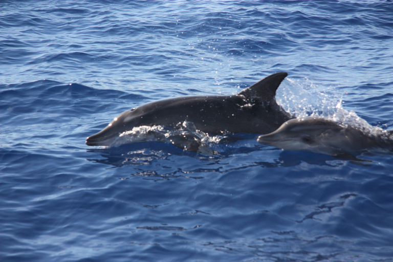 Madère : croisière d&#039;observation des baleines et des dauphins de 2,5 heuresCroisière de groupe