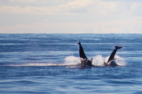 Madère : croisière d&#039;observation des baleines et des dauphins de 2,5 heuresCroisière de groupe