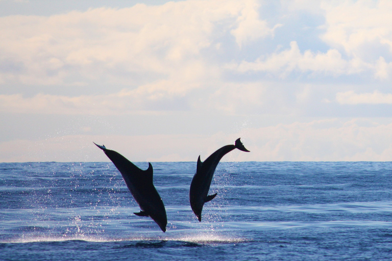 Madère : croisière d&#039;observation des baleines et des dauphins de 2,5 heuresCroisière de groupe