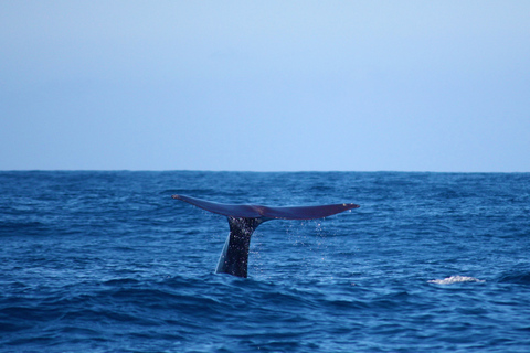 Madeira: Whale and Dolphin Watching Private Cruise Gringo Yacht Whale and Dolphin Watching Private Charter