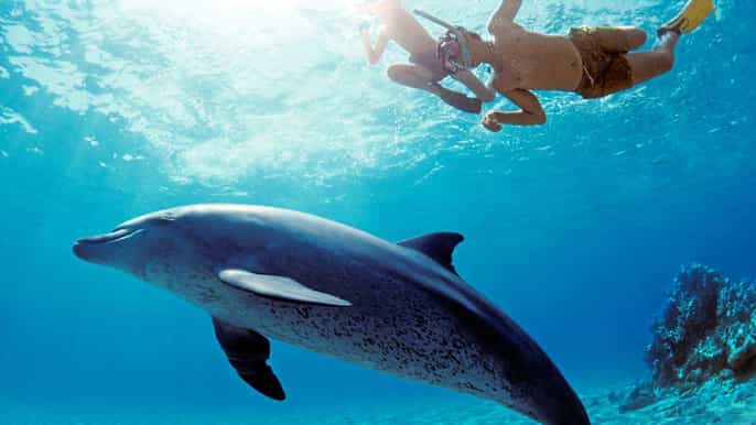 dolphin house royal sea trip snorkeling massage seafood