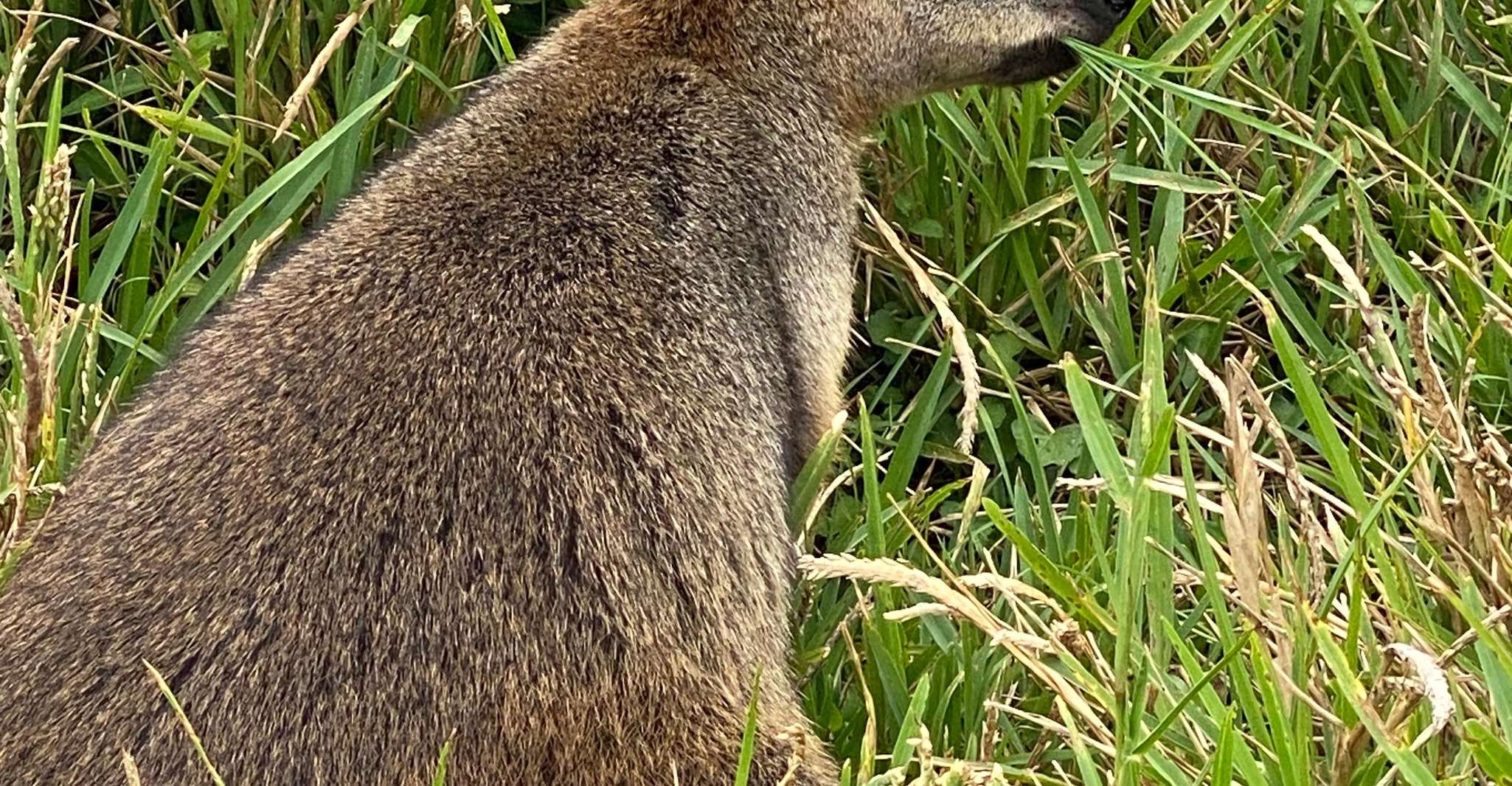 From Brisbane: Byron Bay, Bangalow, and Gold Coast Day Tour photo 15