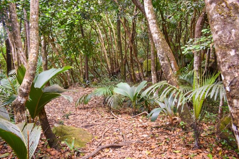 Sendero natural privado/senderismoSenderismo guiado por el Parque Nacional de las Seychelles