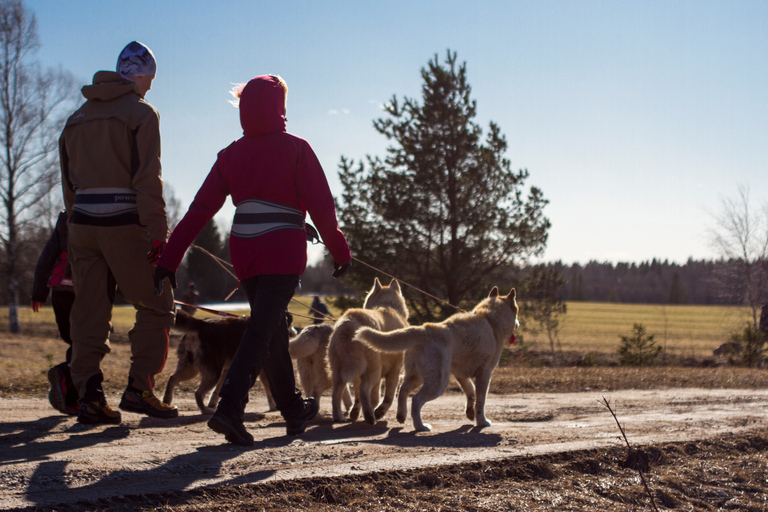 Z Tallinna: Wycieczka do Husky Park z wędrówką Cani-Cross