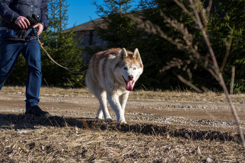 Desde Tallin: Excursión al Parque de los Huskys con excursión Cani-Cross