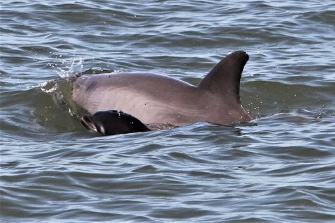 Hilton Head Island: Dolphin Watching Guided Tour by Boat
