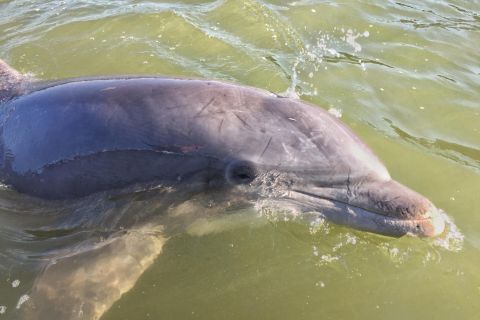 Hilton Head Island: excursão guiada de observação de golfinhos de barco