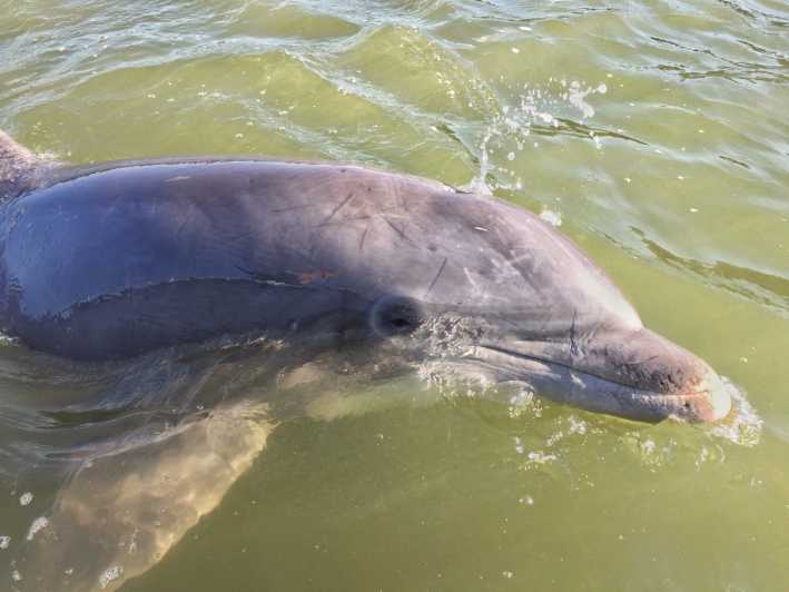 Hilton Head Island: tour guiado de avistamiento de delfines en barco