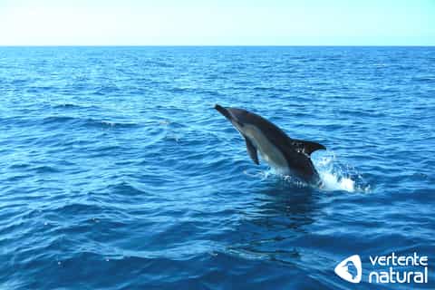 Lisbonne : observation de dauphins dans l'Arrábida